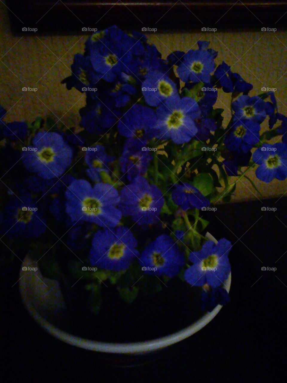 Pretty Blue Flower's