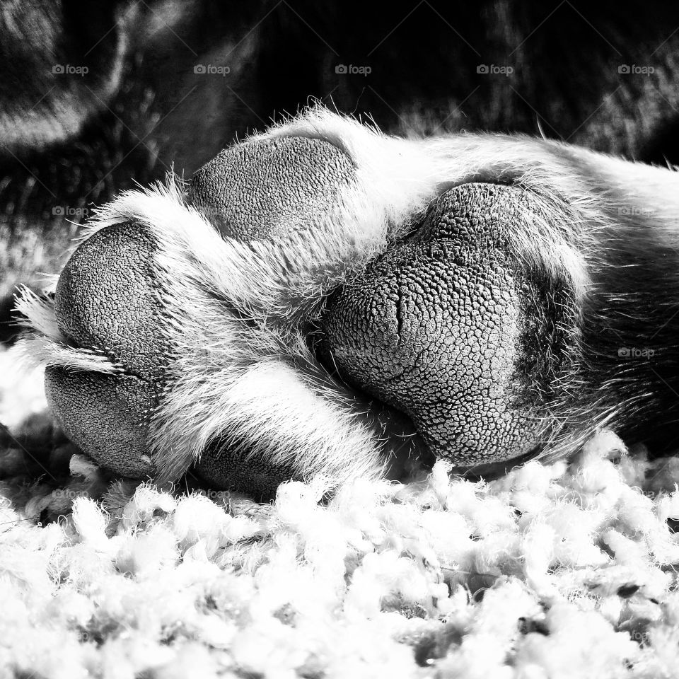 hound dog paw. sleeping dog paw