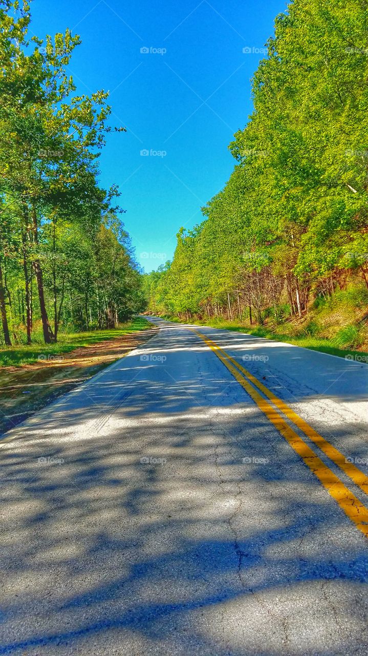 Shadow of trees on road during summer