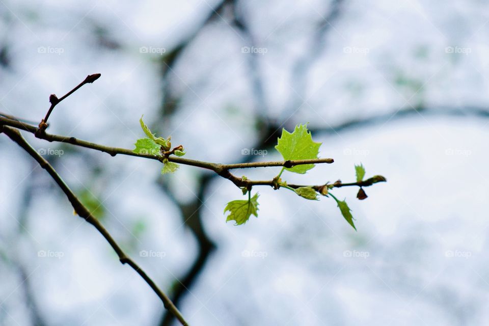 Bright green baby leaves and buds on a sycamore branch in early spring