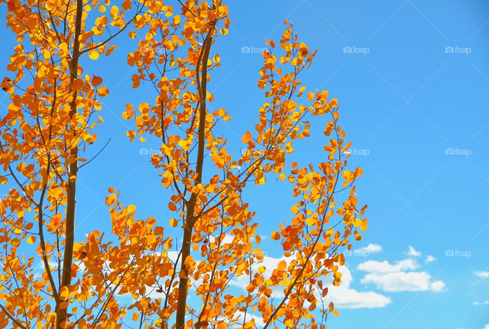 Aspen leaves shimmering on a sunny autumn day. The leaves are perfectly golden at peak autumn colors. They blow in the breeze.
