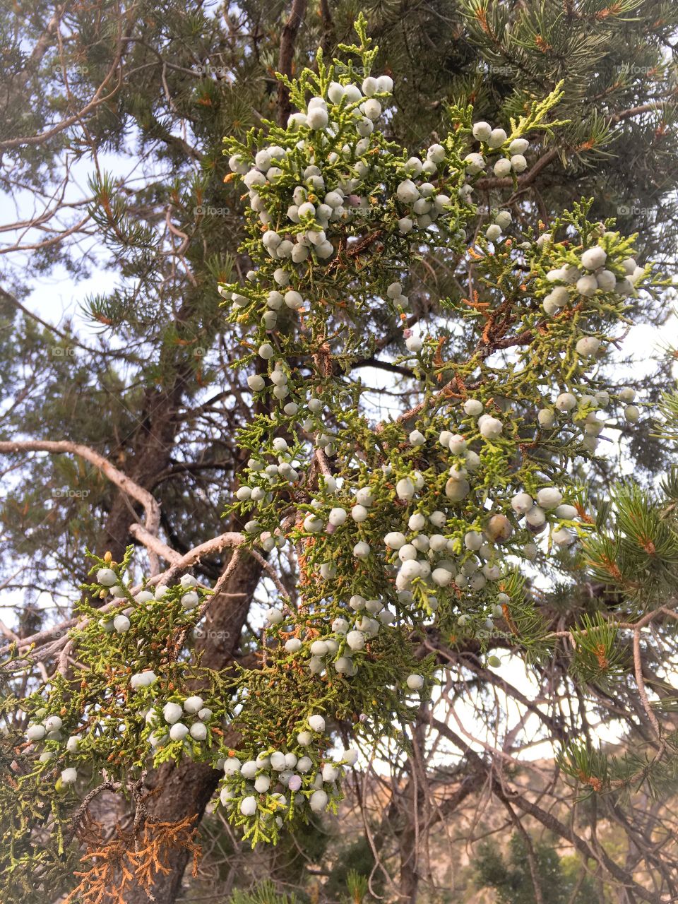 Juniper tree