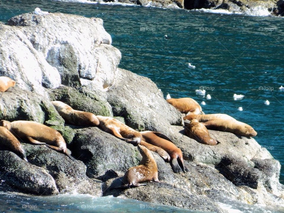 Sunbathing seals