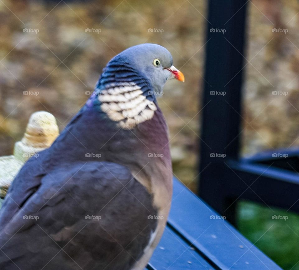 Pigeon