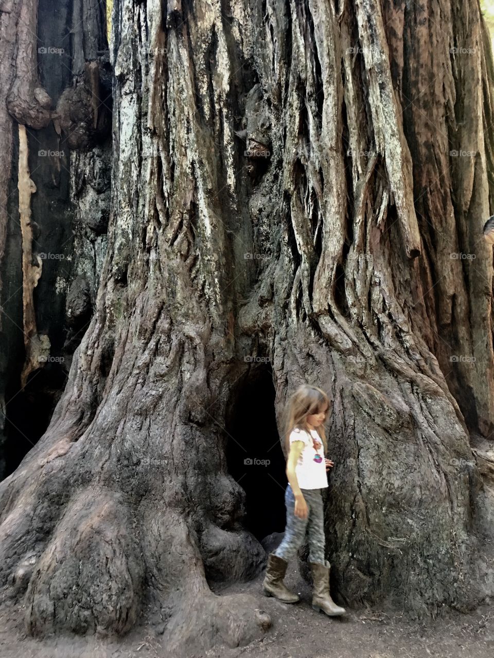 Old grey redwood with young innocent child.  