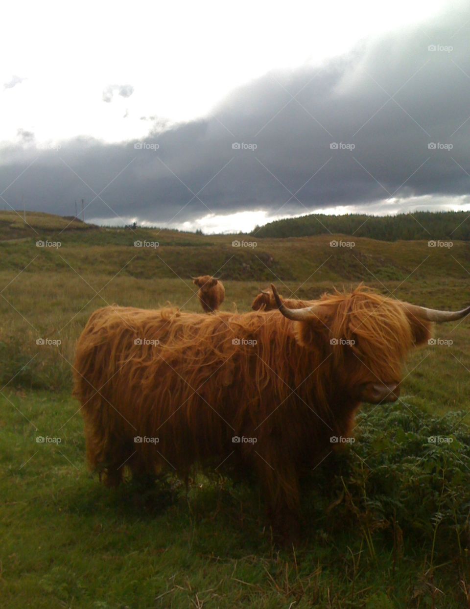 cows on the isle of Mull