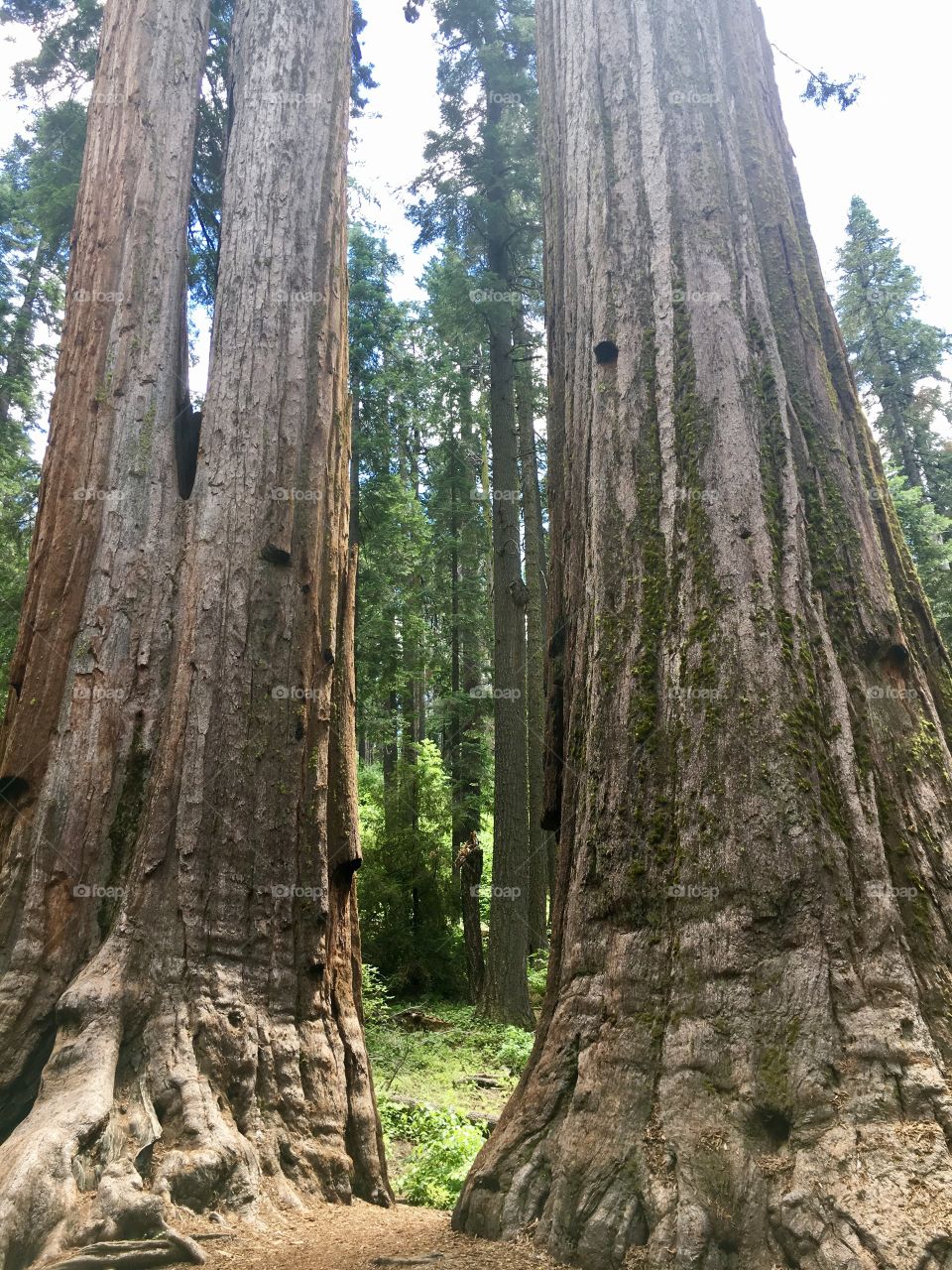 Those are some big trees 