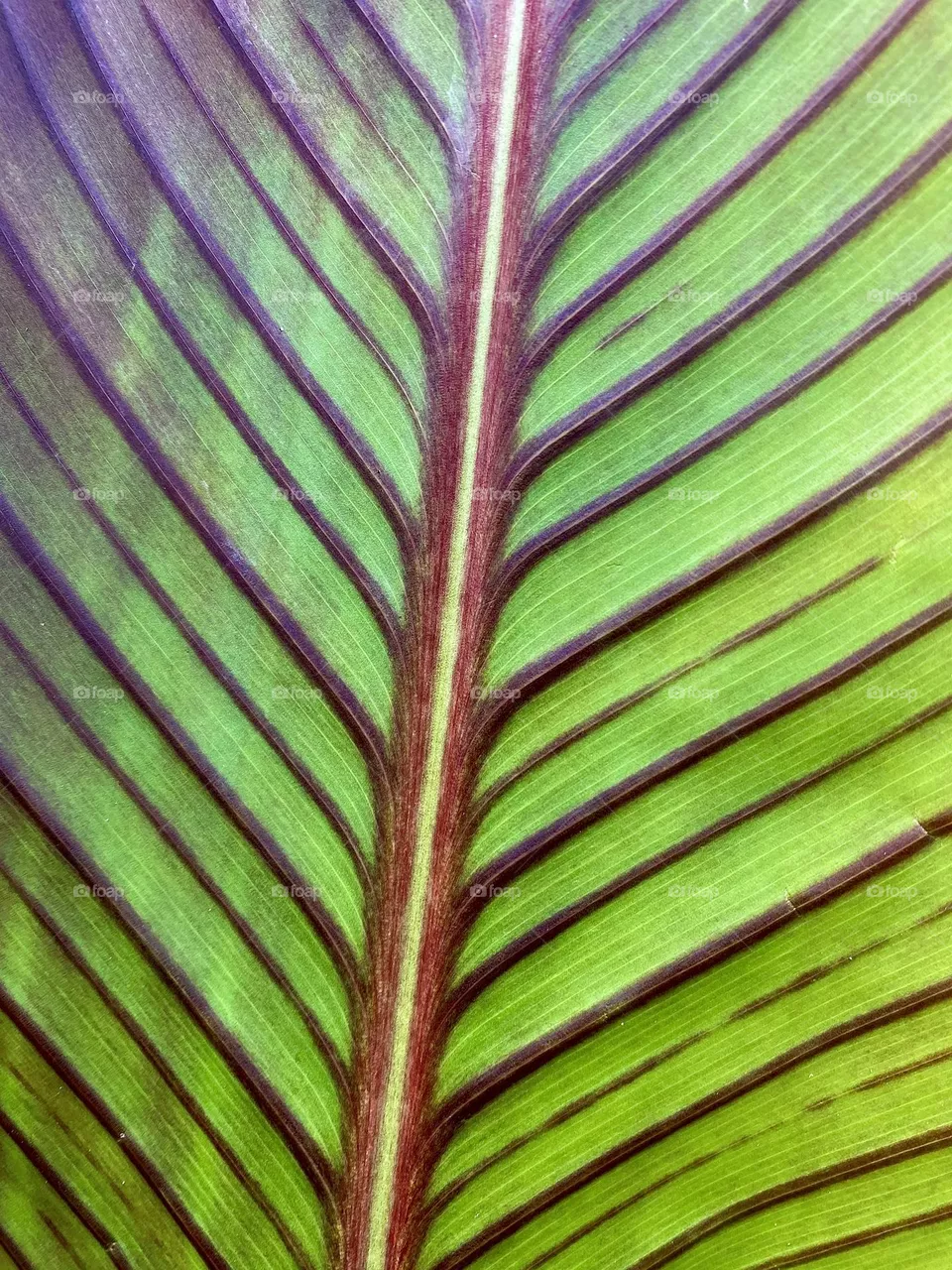 Spine of leaf