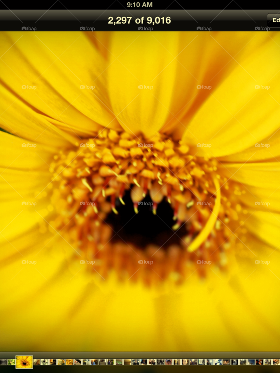 yellow flower macro by lightanddrawing