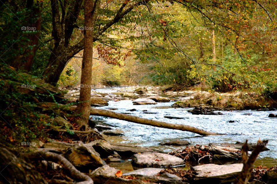 Wood, Fall, Tree, Nature, Landscape