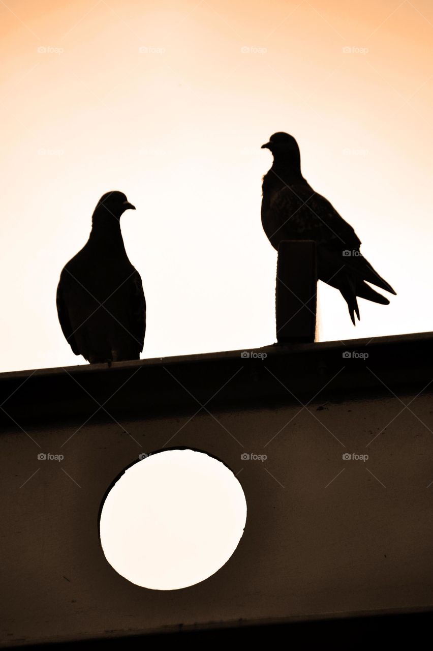 backlit doves