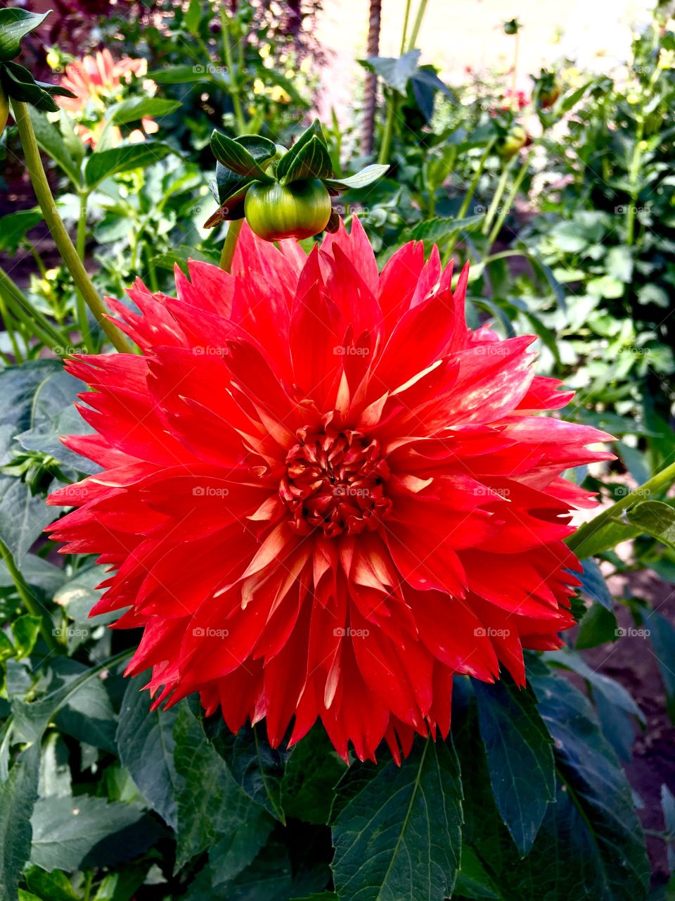 Red Dahlia