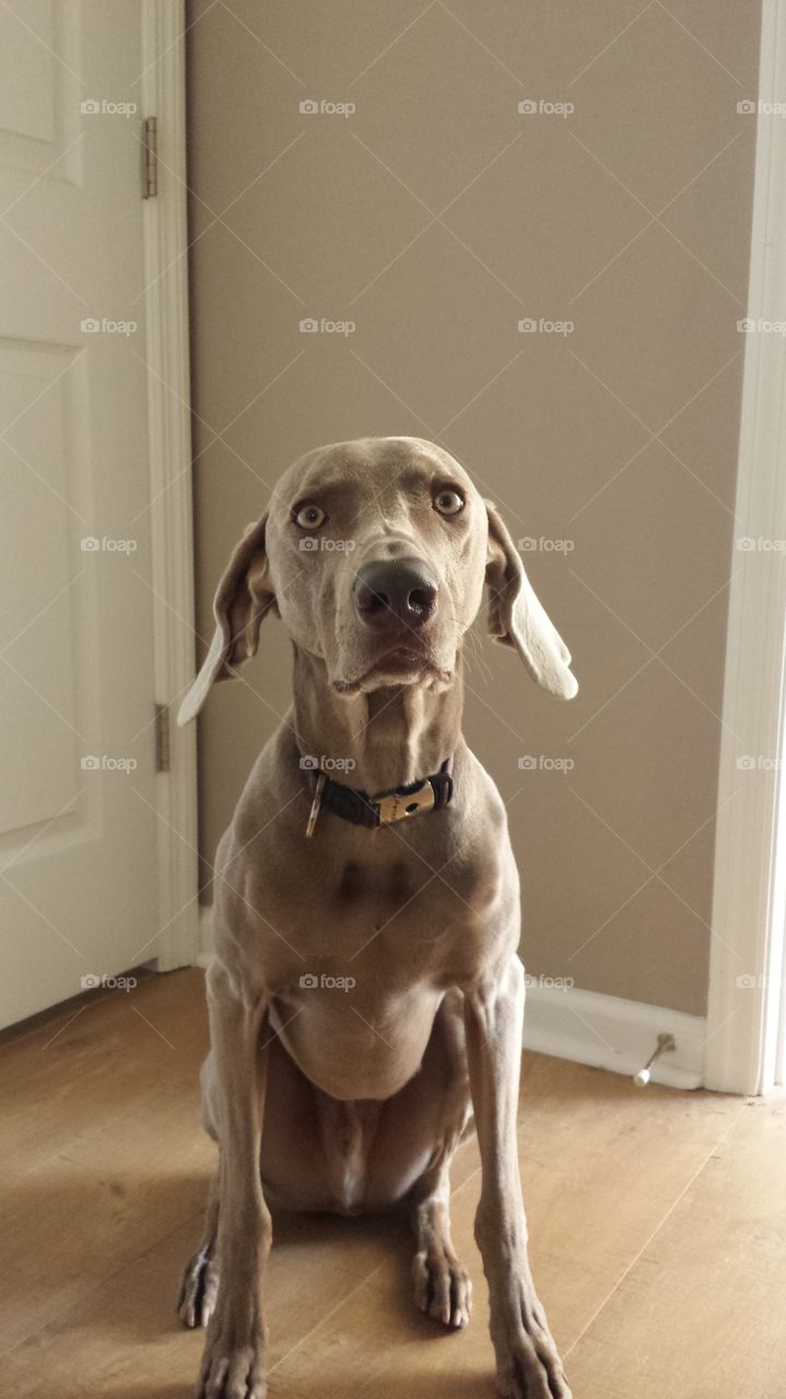 weimaraner