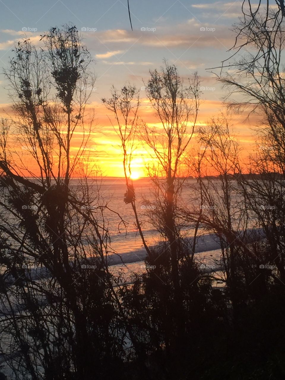 Evening sunset with trees over ocean
