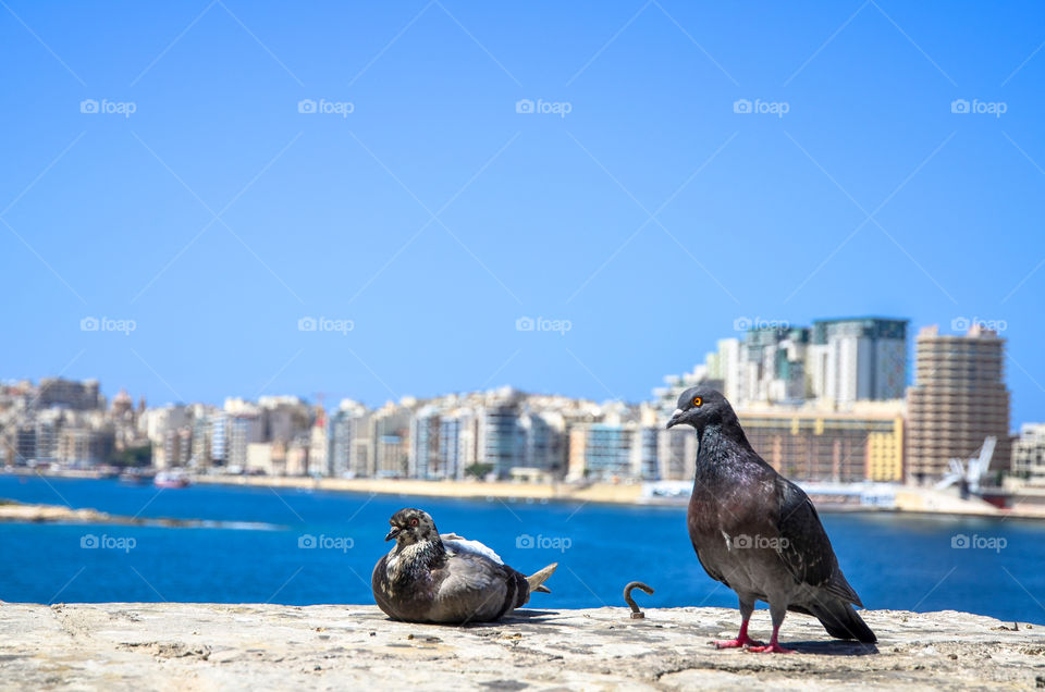 Two pigeons on the Mediterranean under a clear blue sky in the city of Sliema, Malta