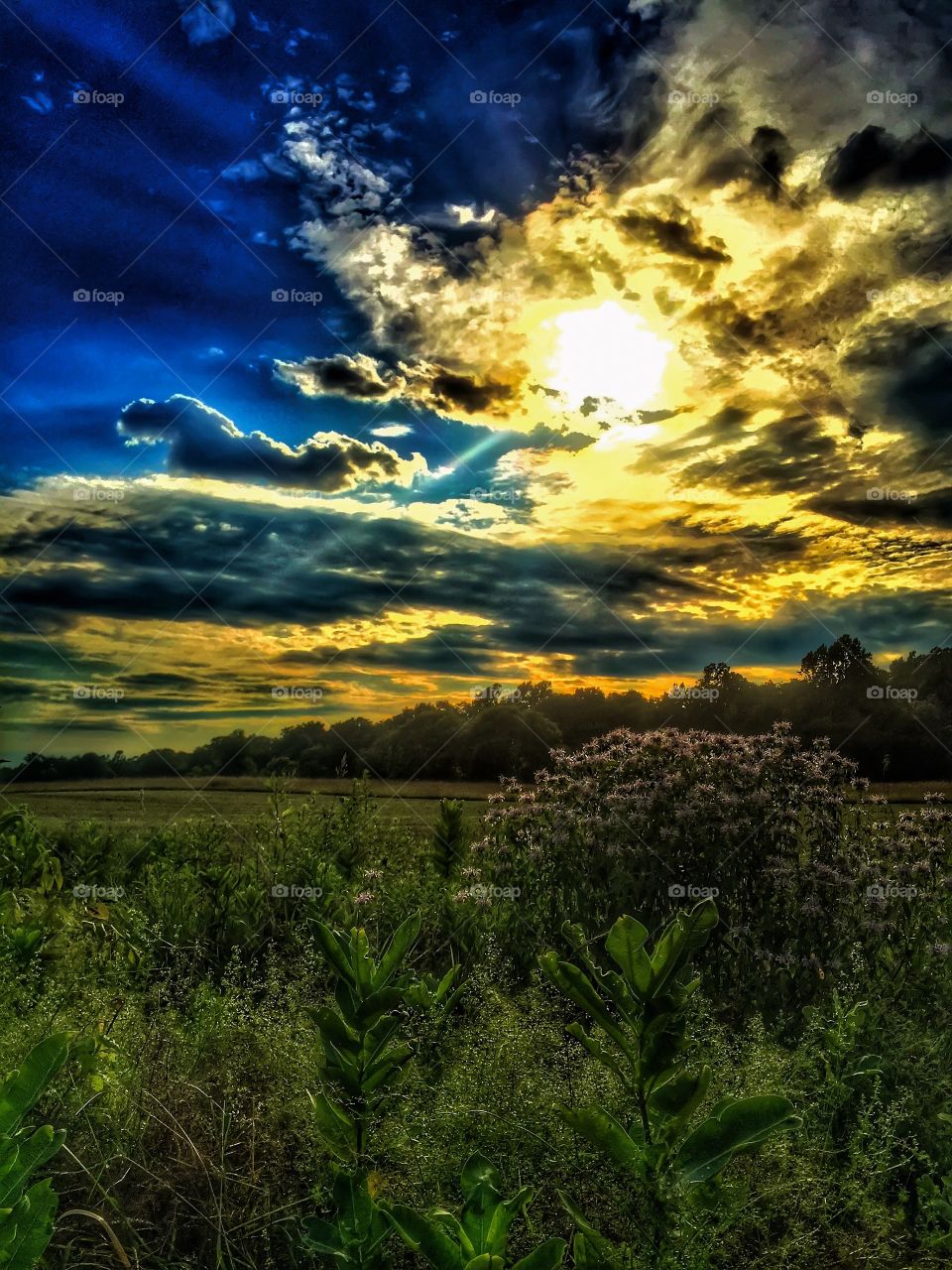 A colorful sunset. Sunset over the tree line on the meadow.  