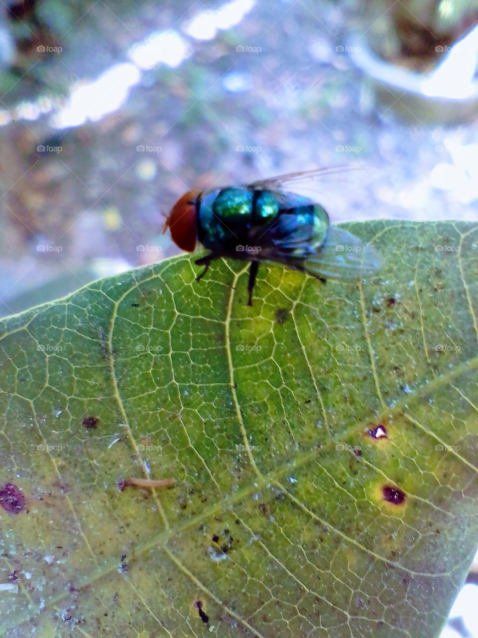 BIgfly on leaf