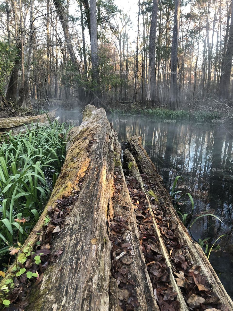 Decaying log reaching into misty water