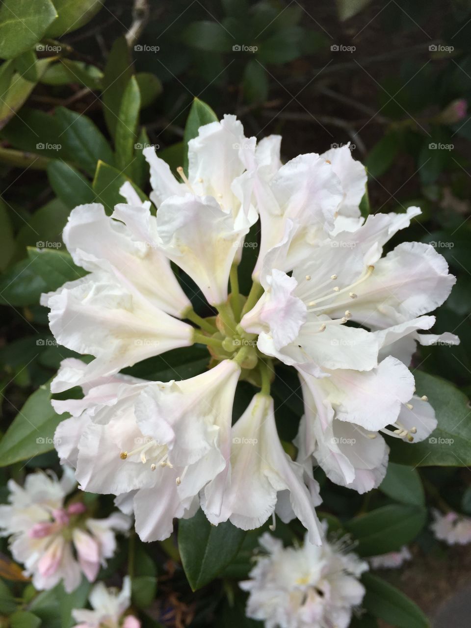 Rhododendron today