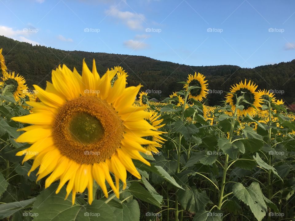 Sunflowers seem like suns