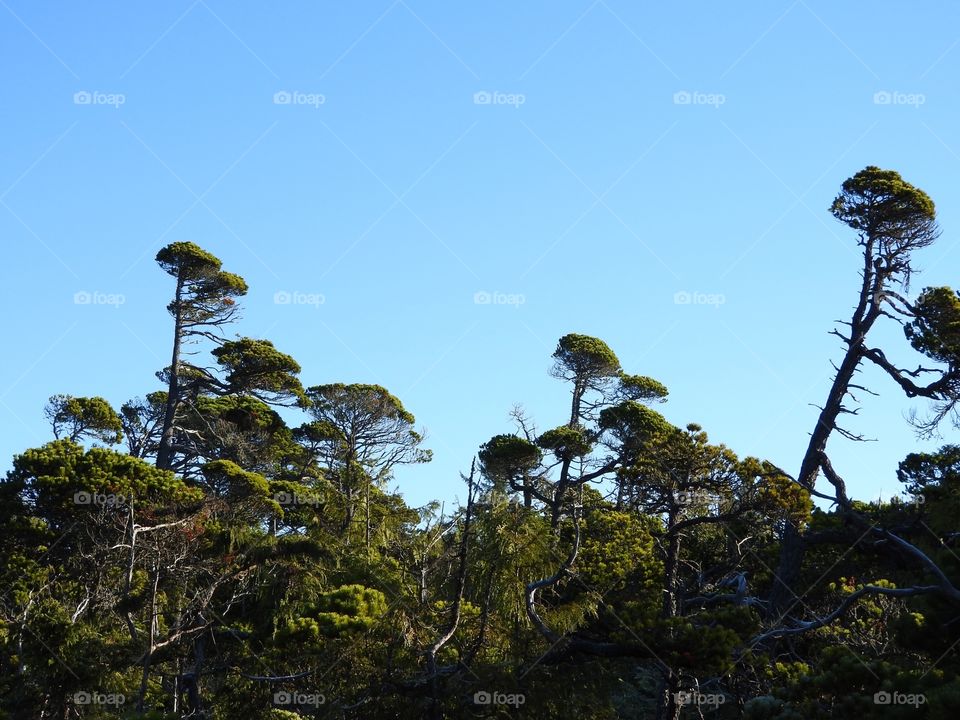 Trees Vancouver Island