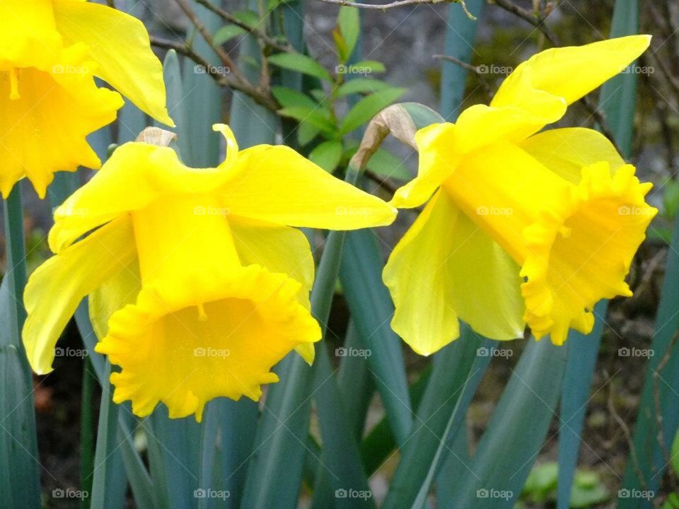 Daffodil beauty 