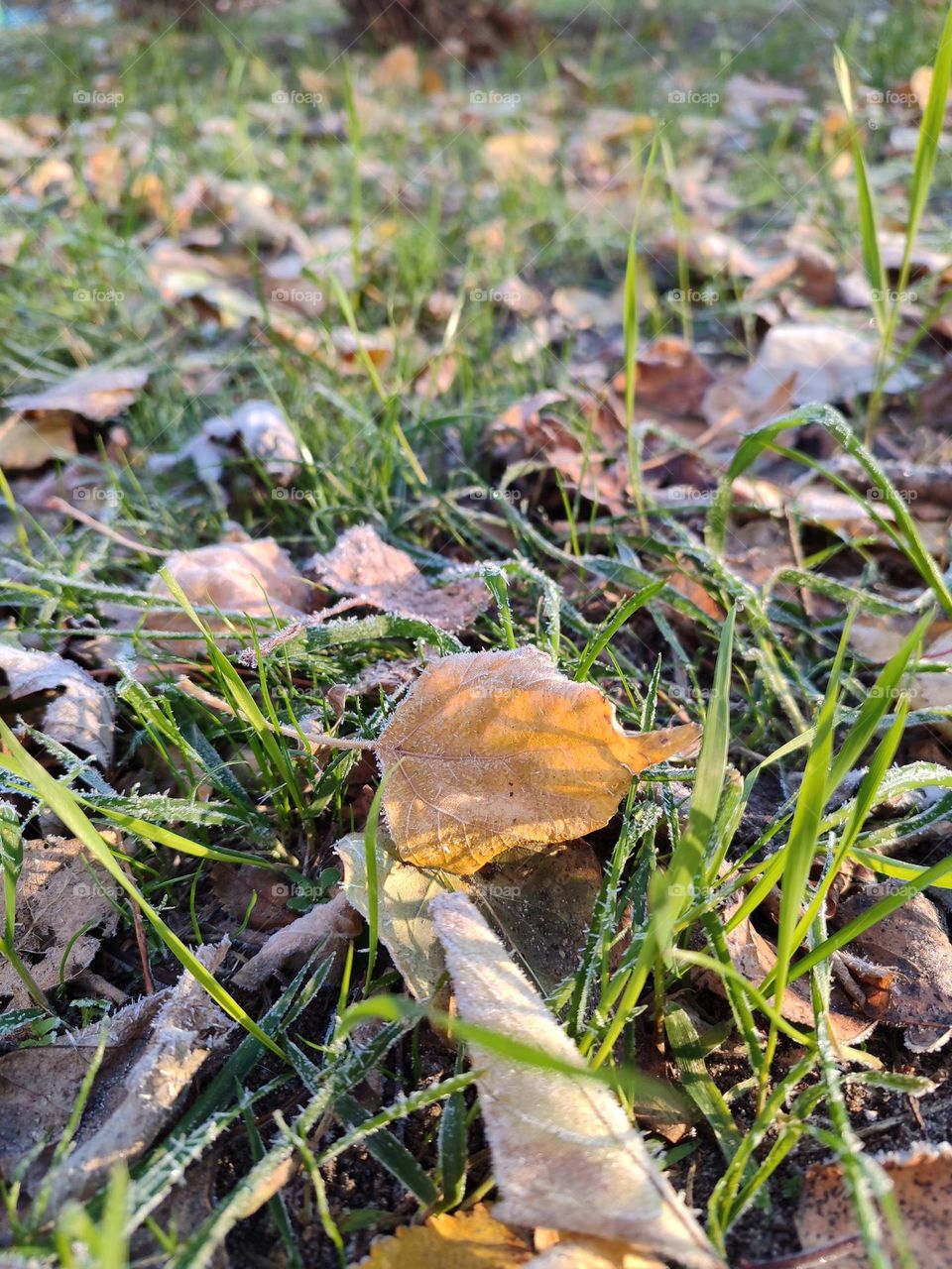 first frost. blue yellow leaves on green grass covered with frost.