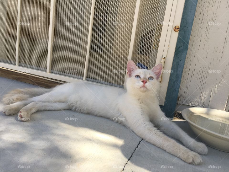 Stray, male white cat is here for a cool drink and a rest on this hot, summer day.
