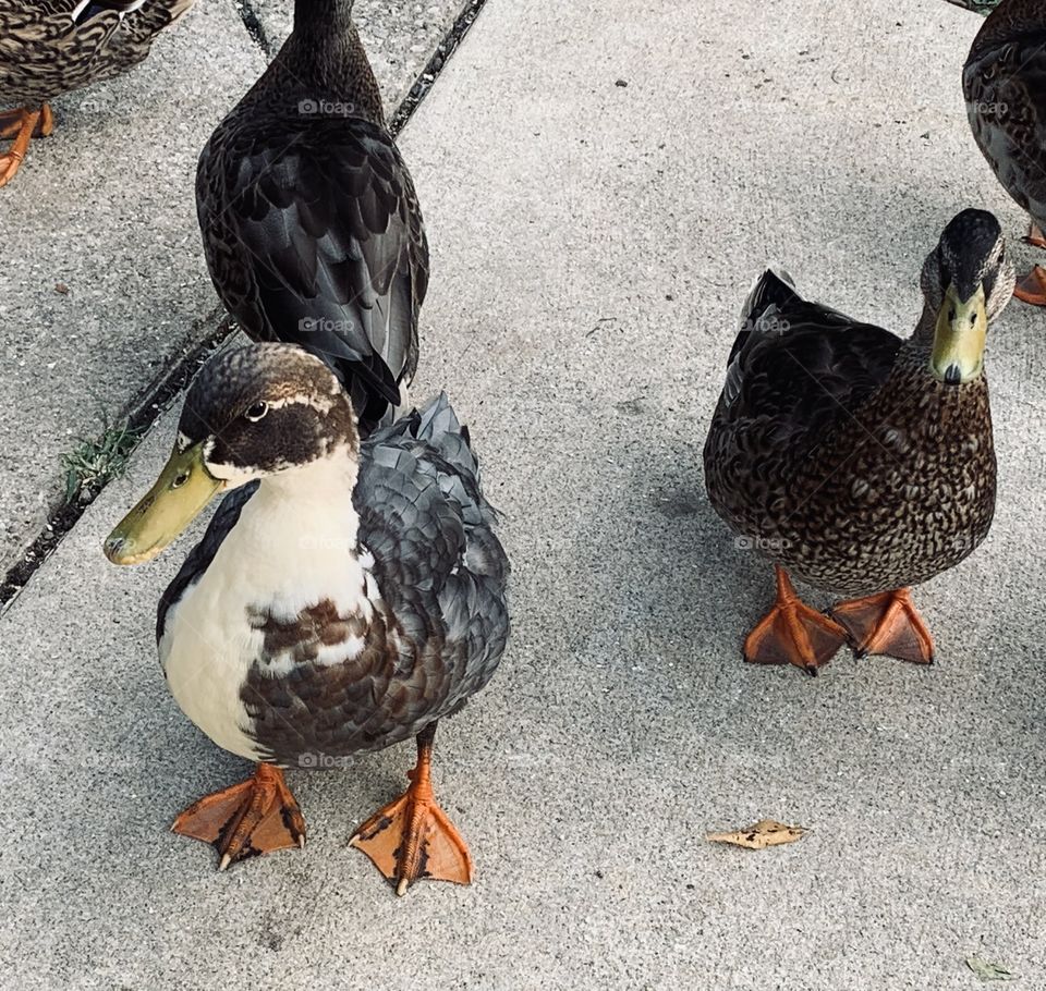 Trips to the local creek are a lot more fun with the ducks around. All of them are cute, but we do have our favorites. 