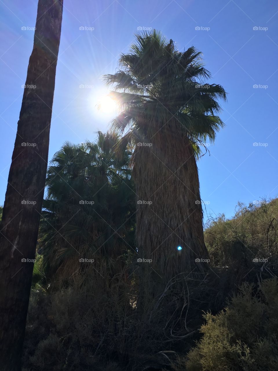 Sunlight between the palm trees