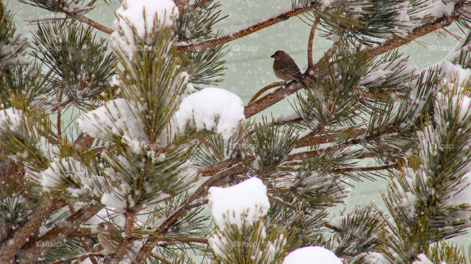 Bird in a tree with snow