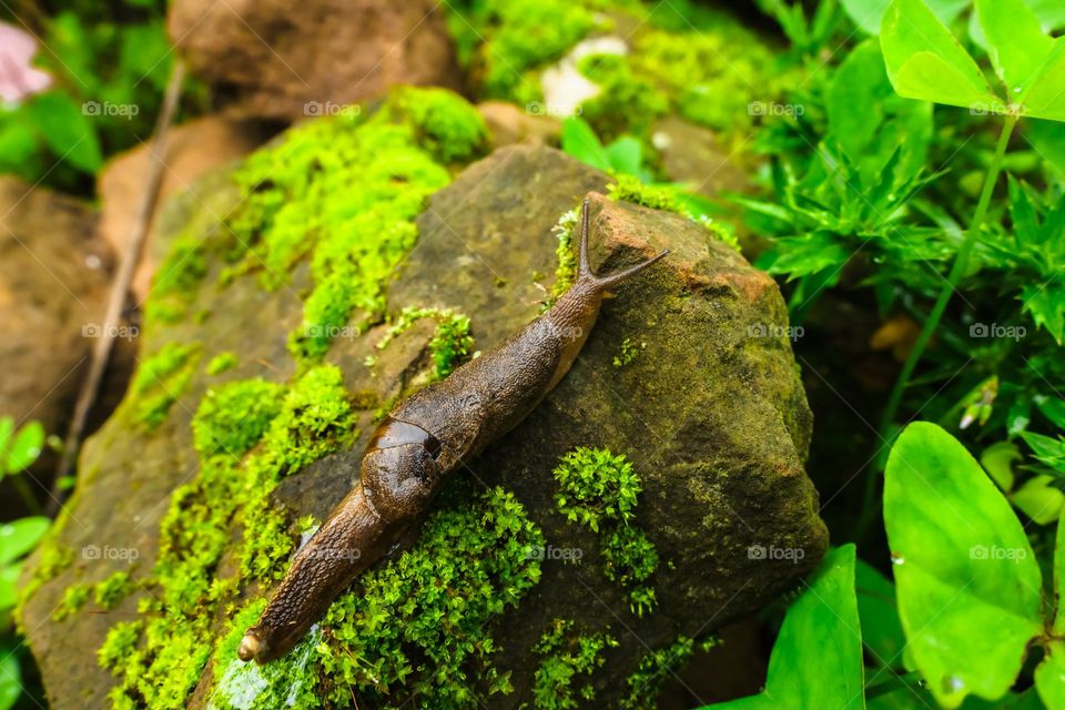 One of the most common creature seen during spring season, a slug slowly marching towards vegetation.