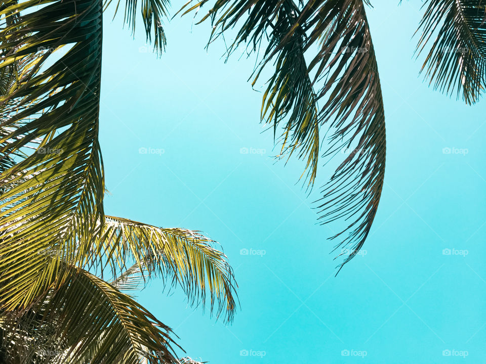 Looking up . A beautiful sunny day under the coconut leaves. 