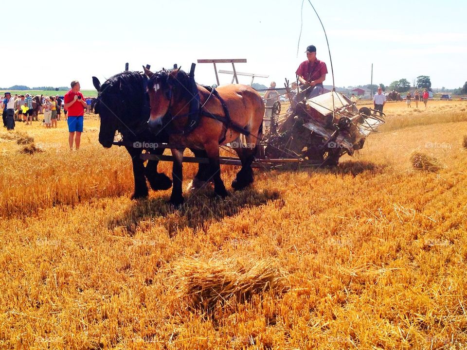 Old time farm, harvest