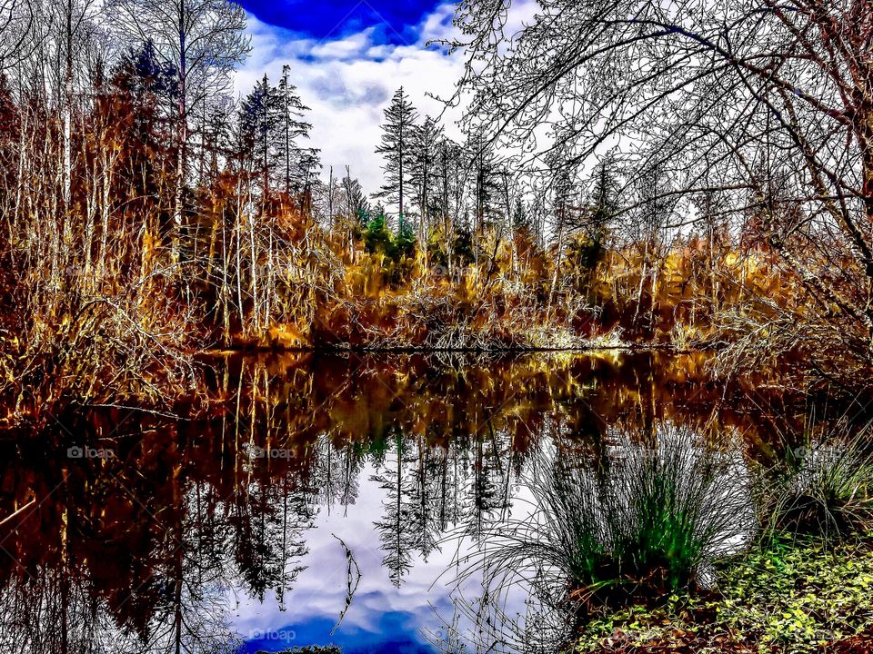 Trees in forest and lake