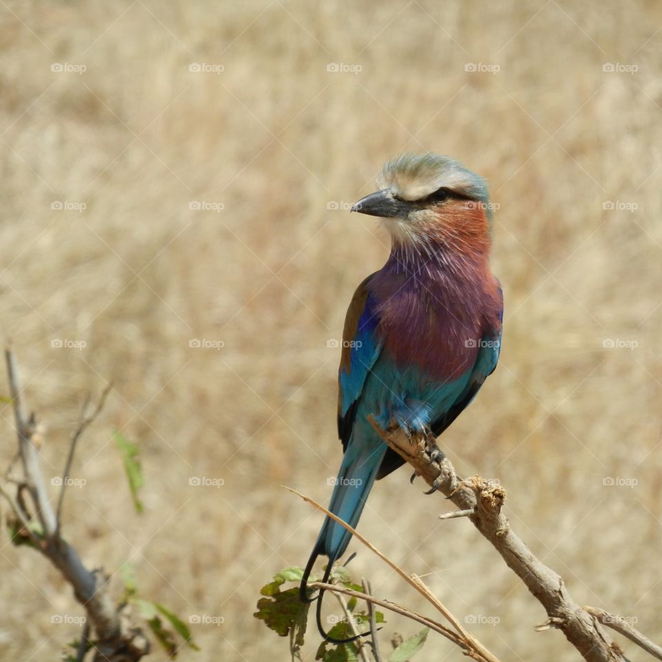 Took the photo of this colorful bird in safari in Tanzania