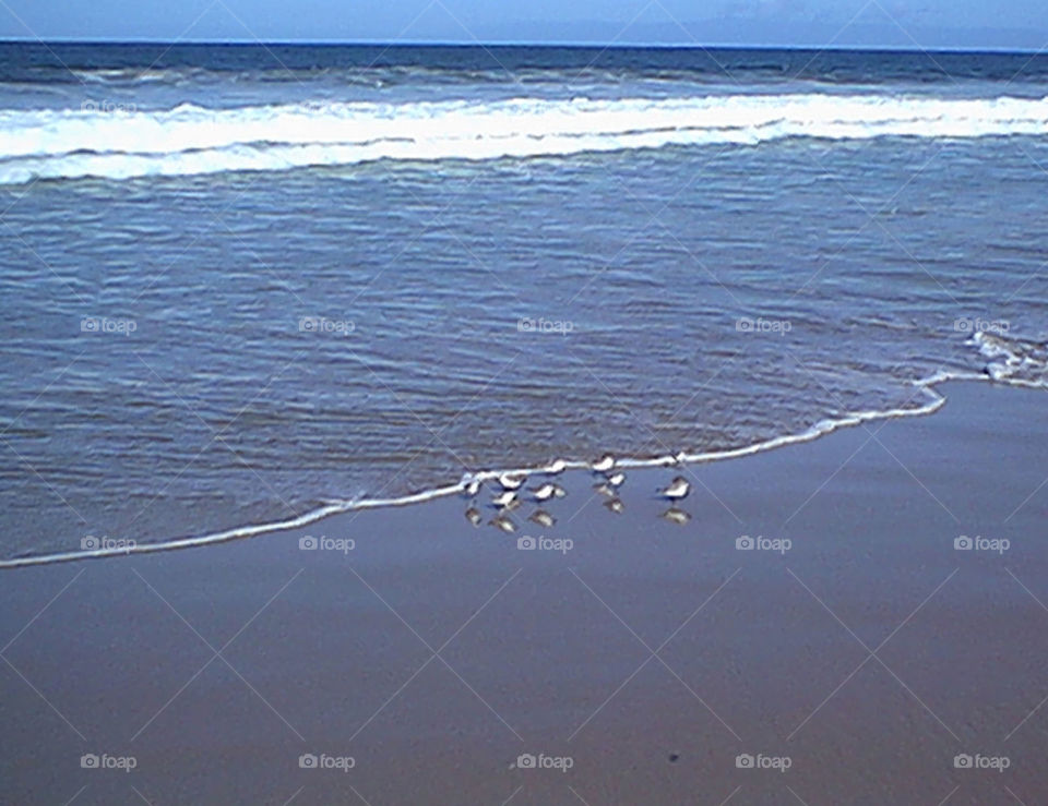 Birds captures before wave comes into shore