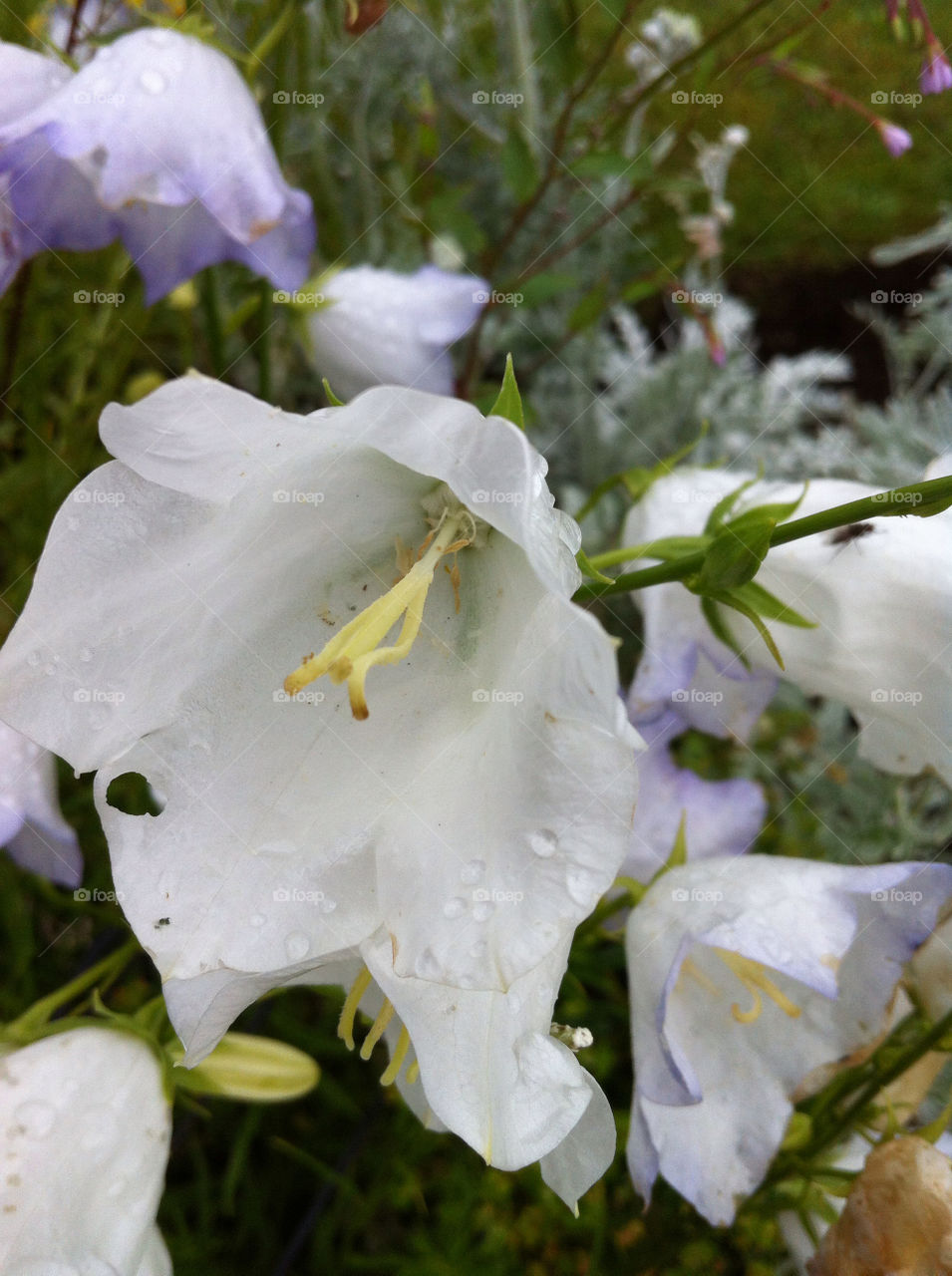 garden flower white lilac by emmam