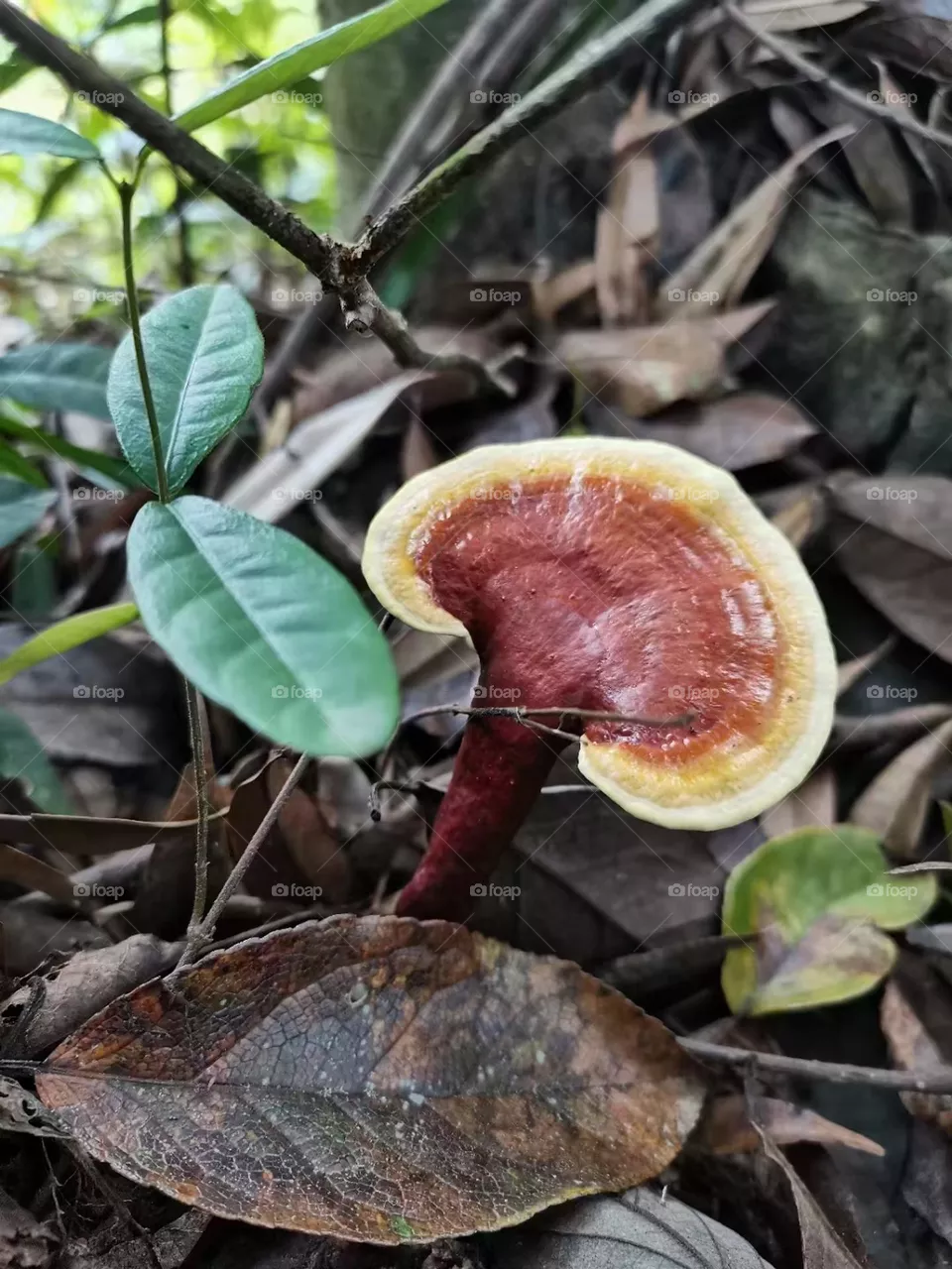 Lingzhi Mushrooms