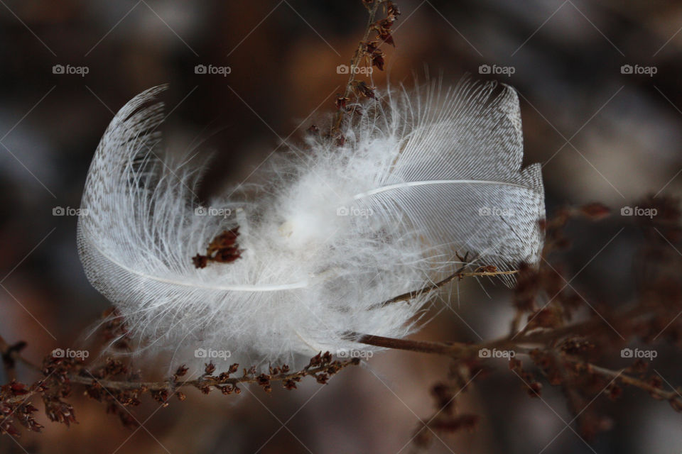 Feathers, details of spring