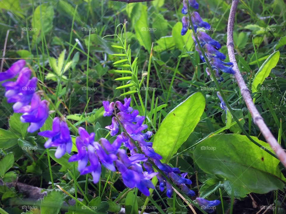 Wild purple flowers 
