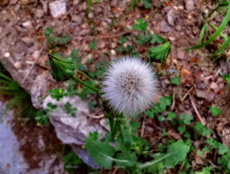 Wildly beautiful