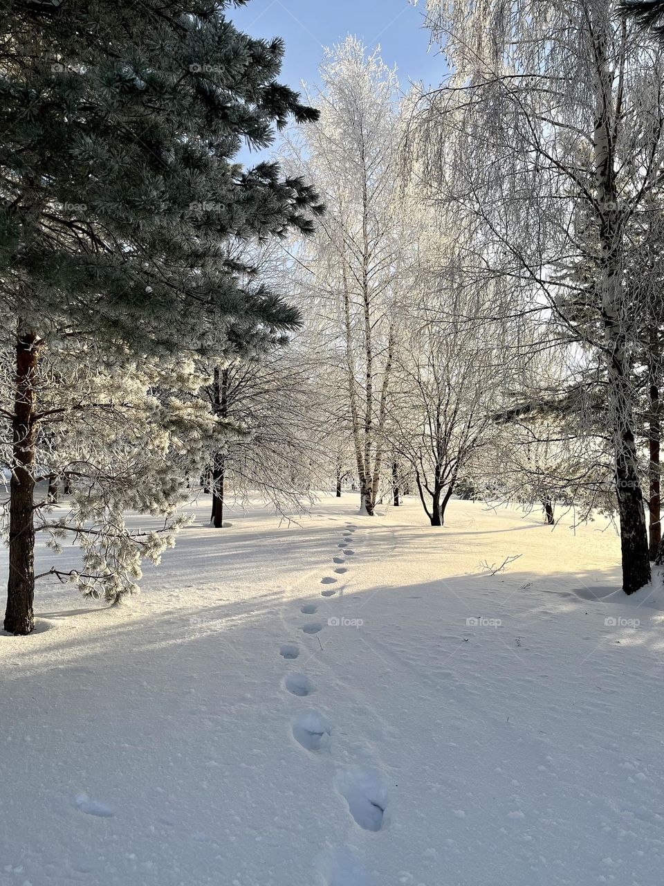 A wonderful frosty winter day