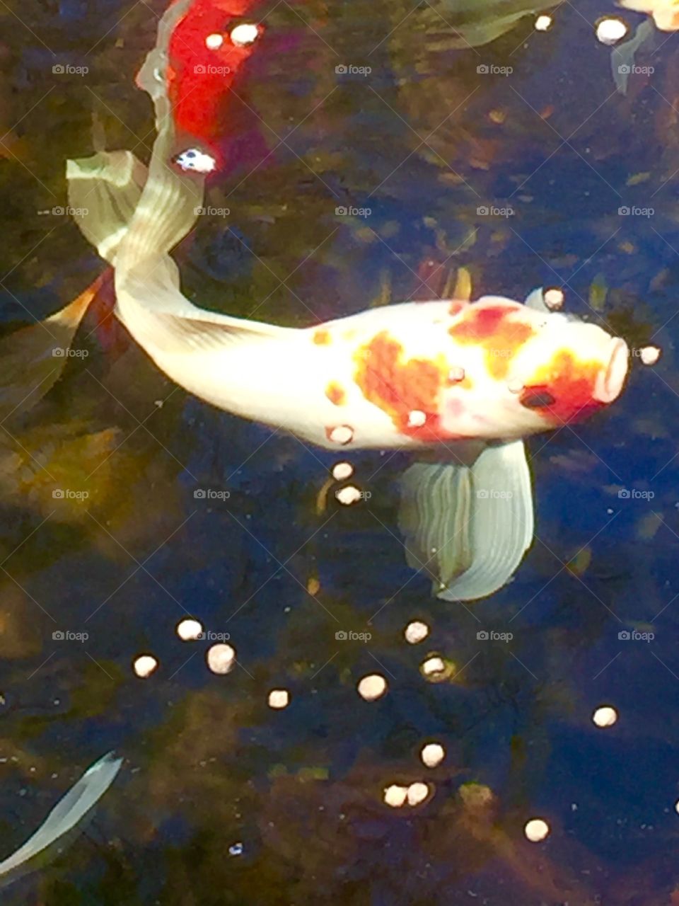 Koi