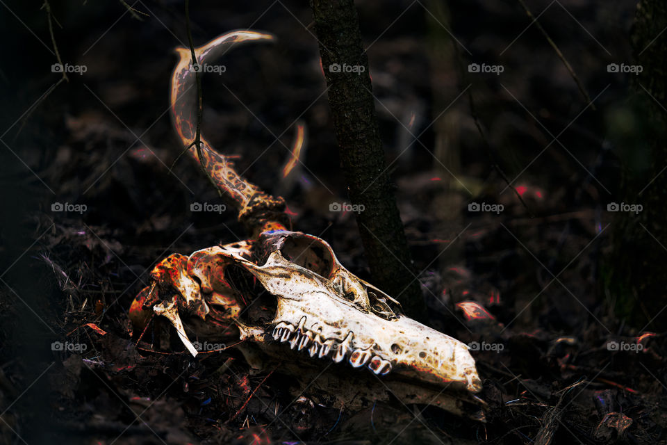Deer skull digital art