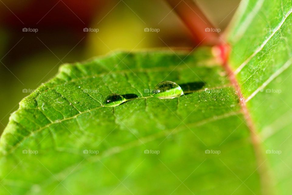 Close-up of a leaf with raindrops 