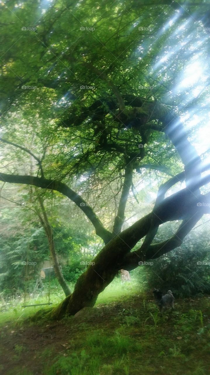 Favorite childhood swing.