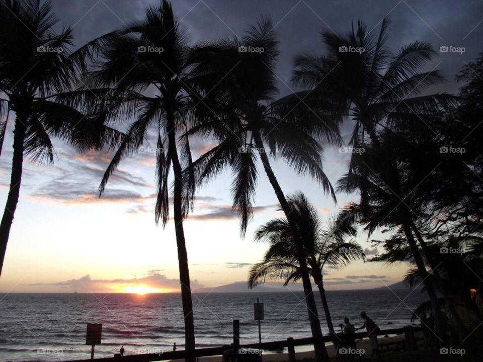 beach sunset silhouette palm tree by Balloo
