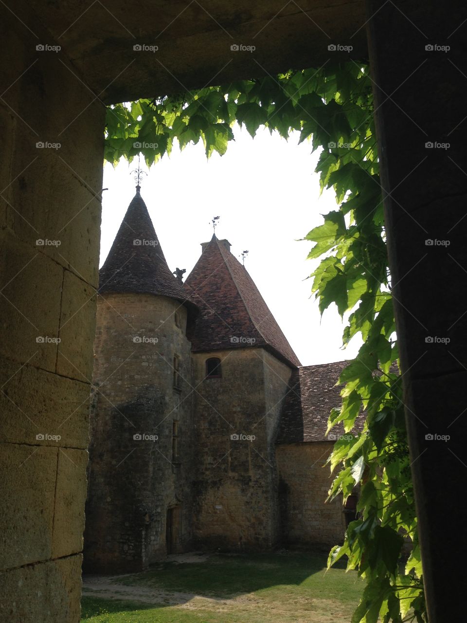 
A sunny view from a leafy window
