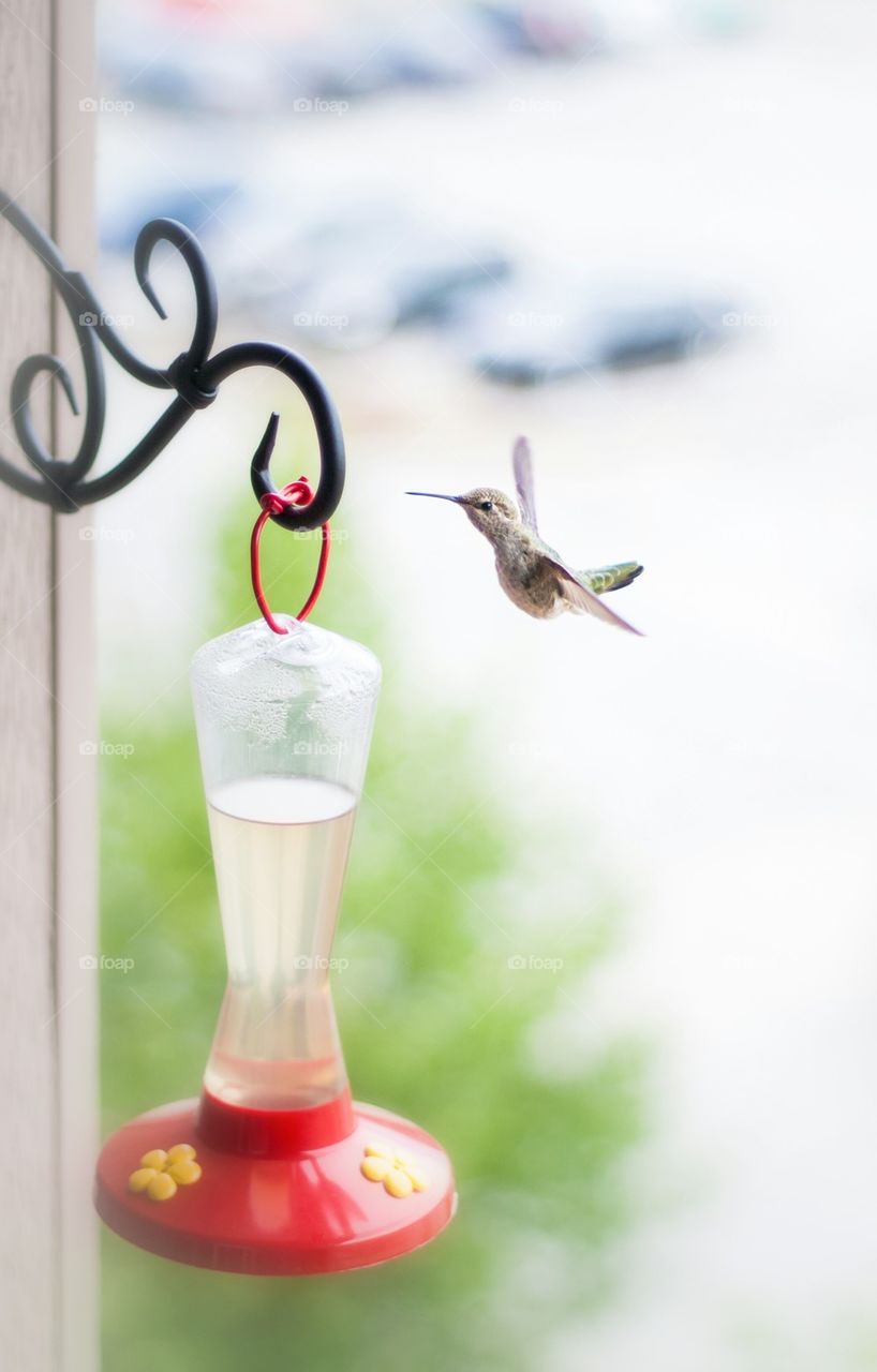 Bird perching on a bird feeder